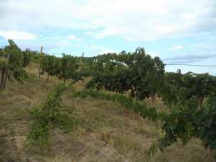 Vendita Monovano, Colonnella Vendita Monovano, Colonnella