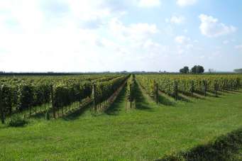 Vendita Locali commerciali, Castagneto Carducci Vendita Locali commerciali, Castagneto Carducci