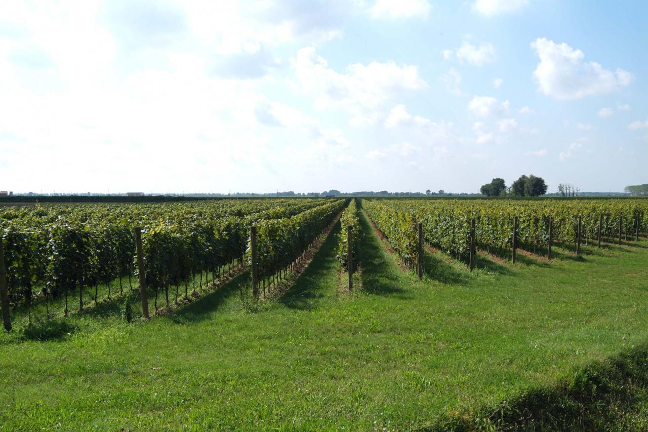 Vendita Locali commerciali, Castagneto Carducci foto