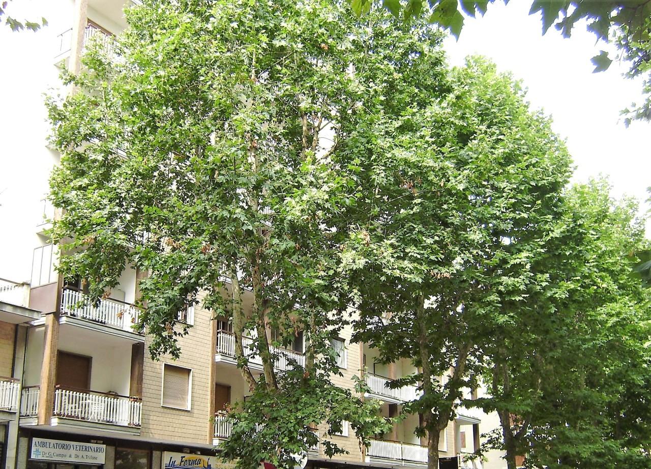 Vendita Bivani, Beinasco foto