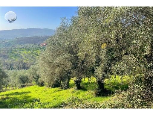Vendita TERRENO AGRICOLO, Empoli Vendita TERRENO AGRICOLO, Empoli foto