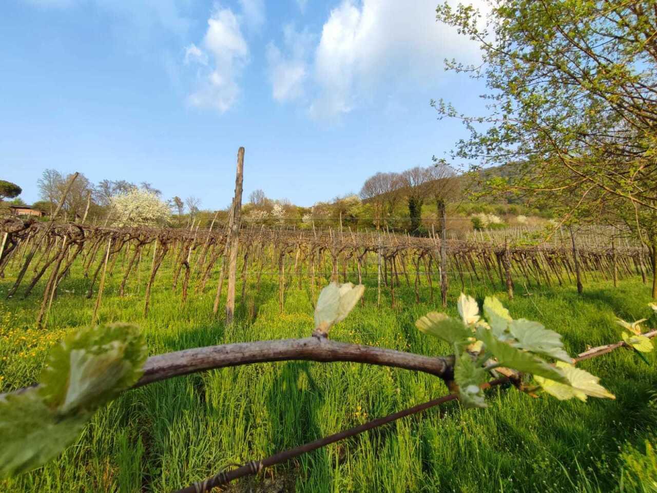 Vendita Monovano, Brendola foto