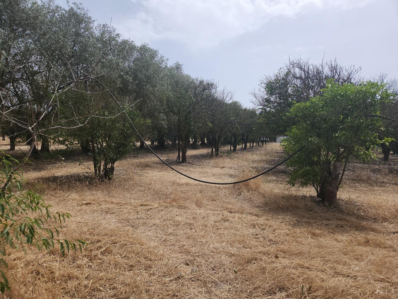 Venta Tierra, San Sperate foto