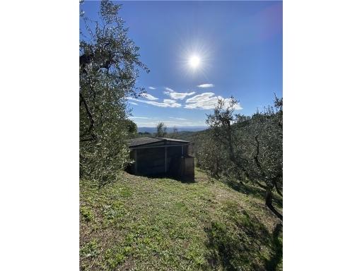 Verkauf TERRENO AGRICOLO, Capraia e Limite foto