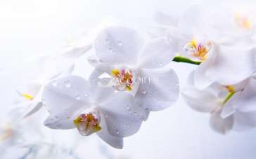 Verkauf ATTIVITA', Montebelluna