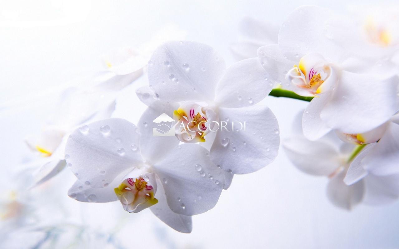 Vendita ATTIVITA', Montebelluna foto