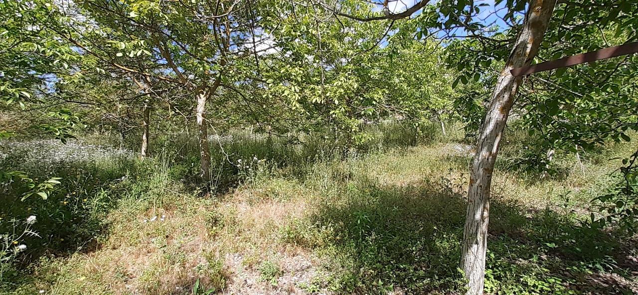 Vendita Trivani, Noto foto