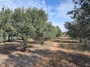 Vendita vendita, Marsala