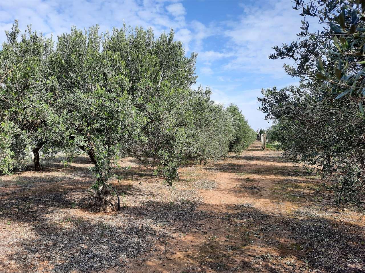 Vendita vendita, Marsala foto