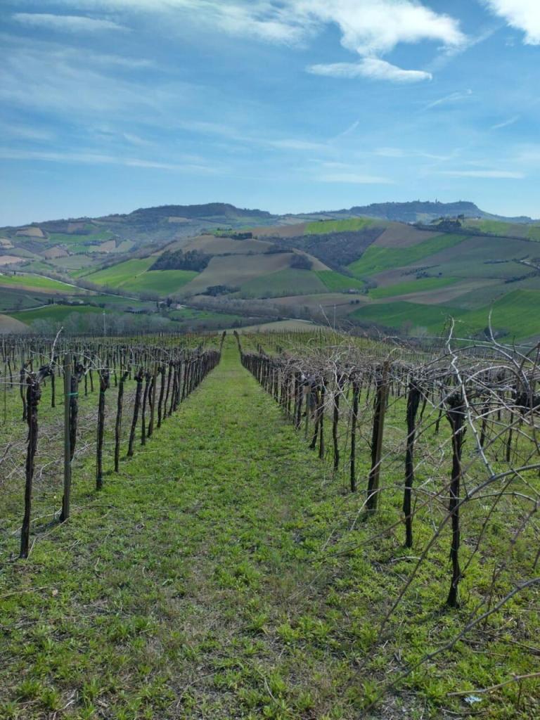 Vendita Monovano, Montefiore dell'Aso foto