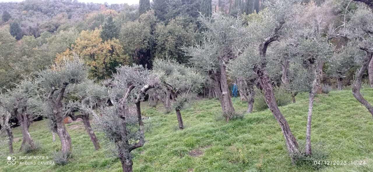 Vendita Quadrivani, Fosdinovo foto