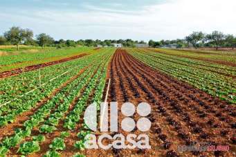 Venta Terreno Agricolo, Cesena