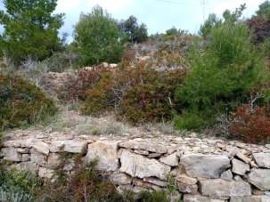 Venta Terreno, Campo nell'Elba