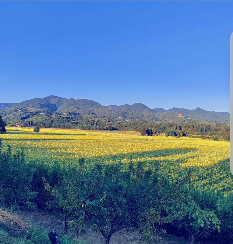 Vendita Multivani, Borgo San Lorenzo foto