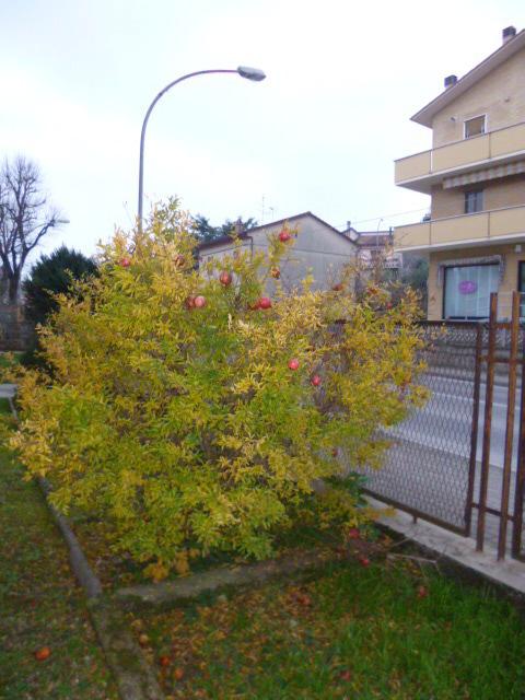 Vendita Case, Castelplanio foto