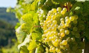 Vendita Monovano, Mazara del Vallo