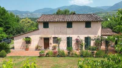 Venta Multivani, Capannori