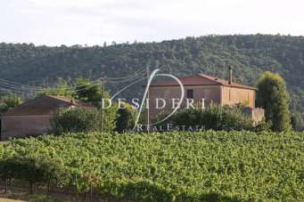 Vendita Multivani, Magliano in Toscana Vendita Multivani, Magliano in Toscana