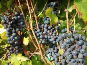 Sale Business premises, Rocca Grimalda