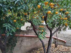 Vendita Negozio, Capurso