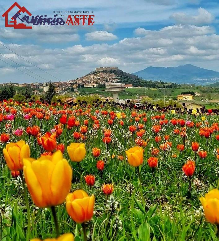 Vendita vendita, Avigliano foto