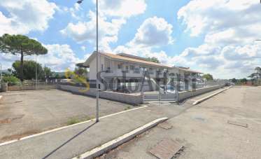 Renta Trivani, Marino