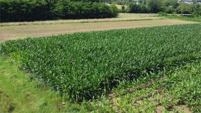 Vendita vendita, Fenegro Vendita vendita, Fenegro