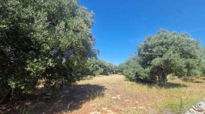 Vendita Terreni, Monopoli Vendita Terreni, Monopoli