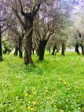 Vendita Trivani, Seravezza Vendita Trivani, Seravezza