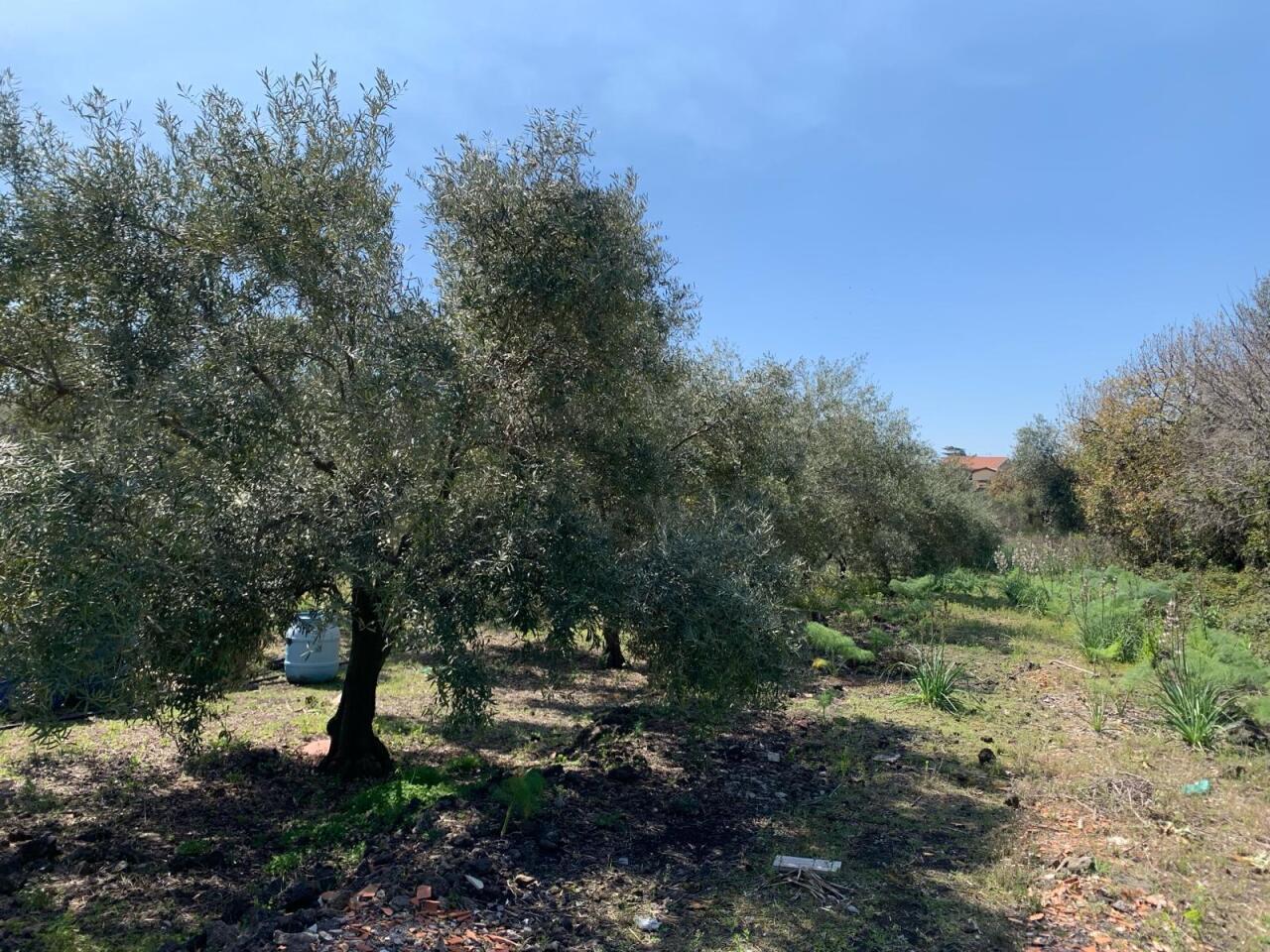 Vendita Terreni, Pedara foto