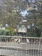 Renta Trivani Renta Trivani