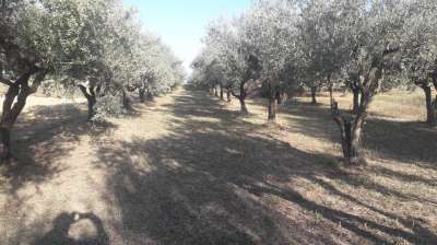 Vendita Terreno, Turrivalignani